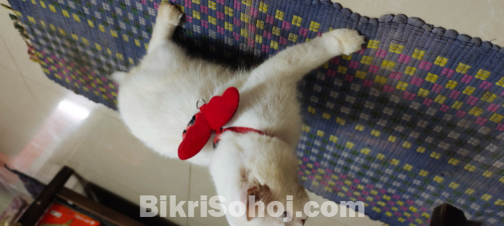 Persian cat